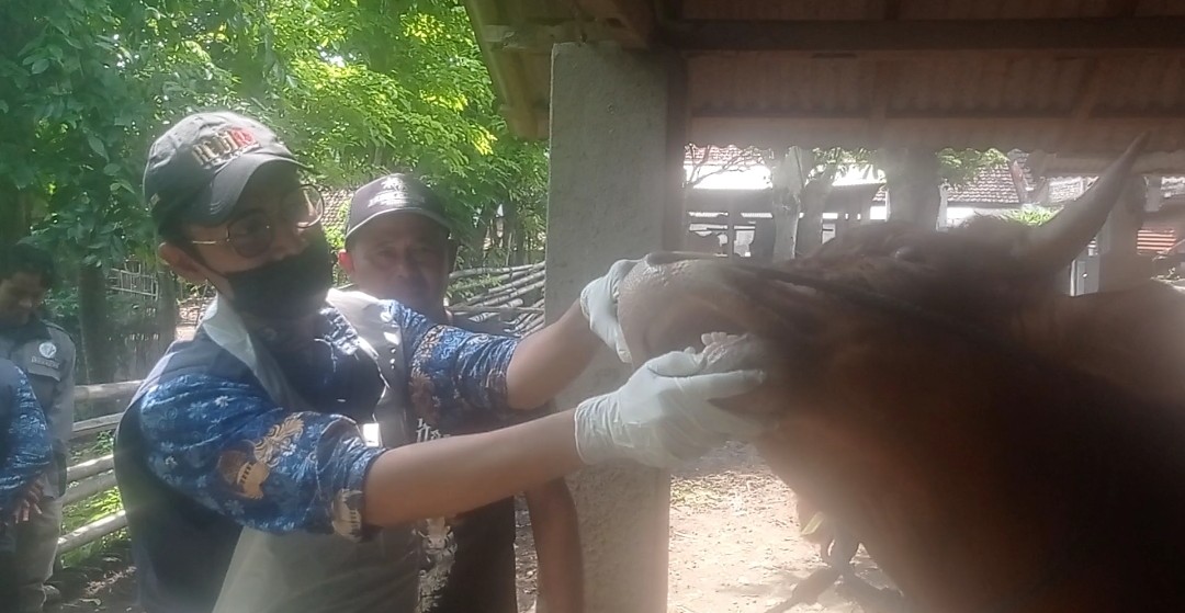 Jelang Idul Adha, DKPP Kediri Periksa Kesehatan Hewan Kurban di Ngadiluwih