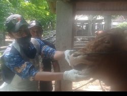 Menjelang Idul Adha, Harga Sapi di Kediri Melonjak, Peternak Raup Untung