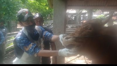Menjelang Idul Adha, Harga Sapi di Kediri Melonjak, Peternak Raup Untung
