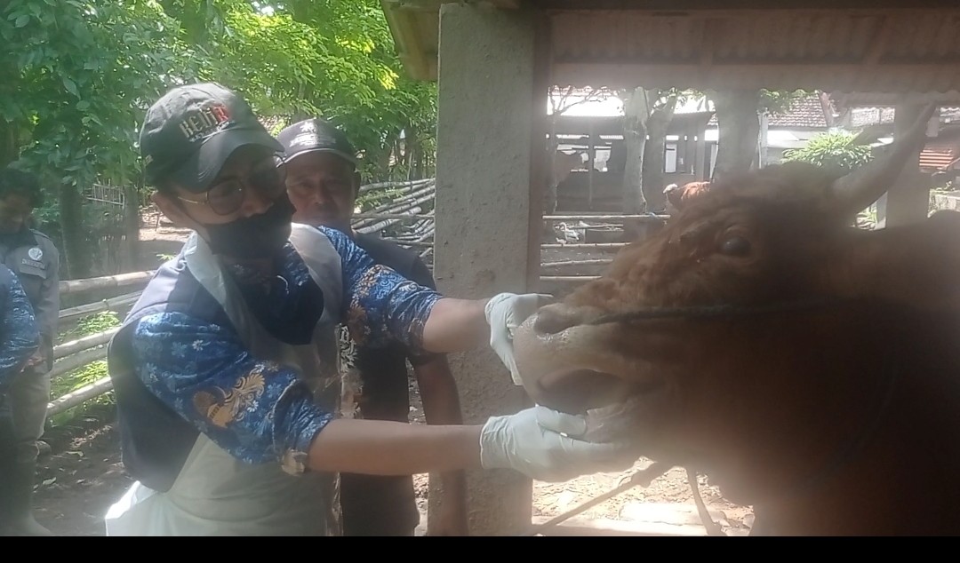 Menjelang Idul Adha, Harga Sapi di Kediri Melonjak, Peternak Raup Untung
