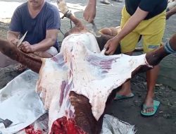 Jamaah Masjid Khalimatus Hakim Salurkan Daging Kurban ke Warga Kurang Mampu