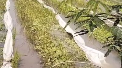 Tanaman Tembakau di Tarokan Terendam Air Hujan, Petani Terpaksa Menguras untuk Selamatkan Tanaman