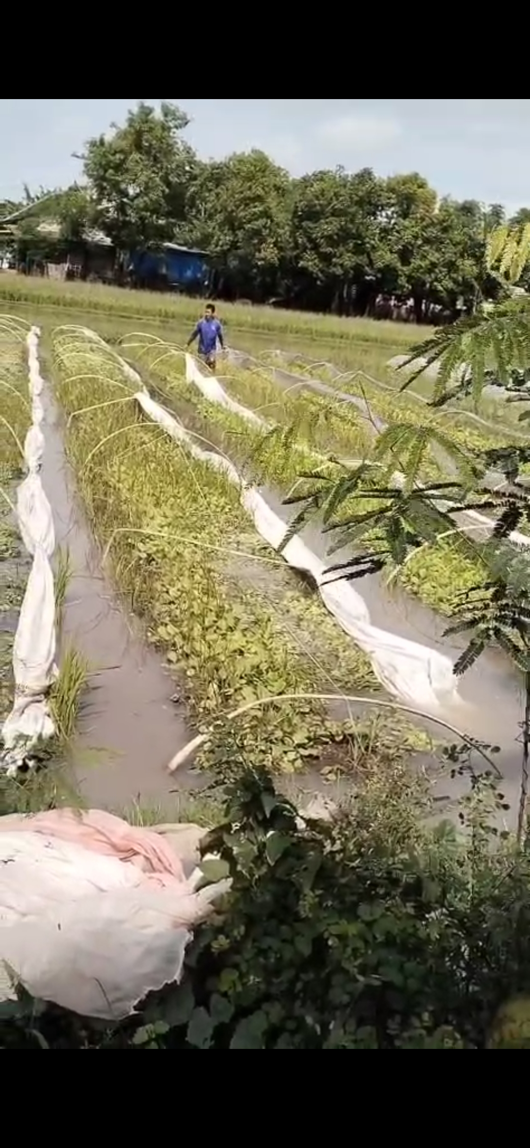 Tanaman Tembakau Terendam Hujan di Tarokan, Petani Kuras Air untuk Selamatkan Tanaman