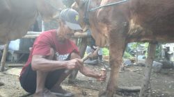 Menjelang Iduladha, Jasa Salon Sapi di Blitar Kebanjiran Pelanggan