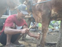 Menjelang Idul Adha, Jasa Salon Sapi di Blitar Kebanjiran Pelanggan
