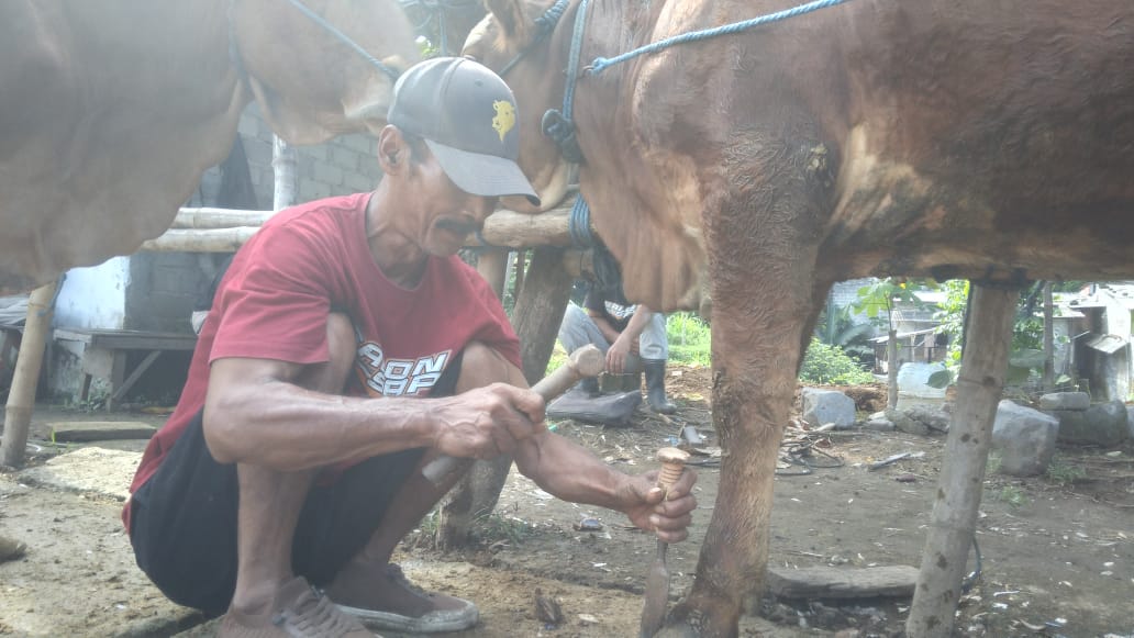 Menjelang Iduladha, Jasa Salon Sapi di Blitar Kebanjiran Pelanggan
