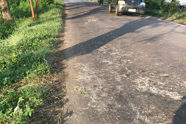 Bangkai Ayam Berserakan di Jalanan Nganjuk, CCTV Rekam Muatan Diduga Jatuh dari Mobil