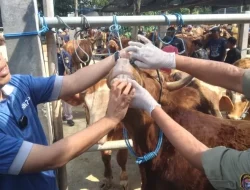 Ratusan Hewan Kurban di Blitar Terindikasi Cacing Hati, Warga Diimbau Tidak Mengonsumsinya