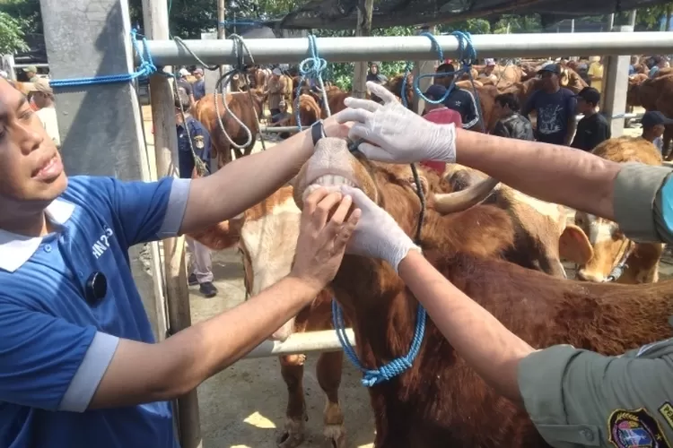 Transaksi Hewan Kurban di Blitar Tembus Rp 102 Miliar, Ratusan Ekor Terinfeksi Cacing Hati, Disarankan Tak Dikonsumsi