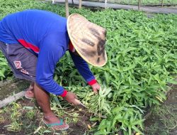 Panen Kangkung 400 Kg, Warga Binaan Lapas Kediri Dapat Ilmu Bertani dan Dukung Ketahanan Pangan