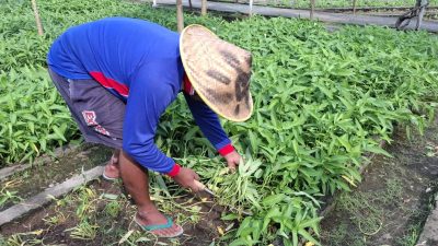 Panen Kangkung 400 Kg, Warga Binaan Lapas Kediri Dapat Ilmu Bertani dan Dukung Ketahanan Pangan