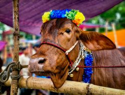 40 Ucapan Selamat Hari Raya Idul Adha 2025 Singkat Tapi Penuh Makna