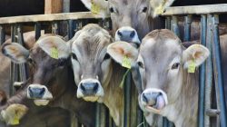 Mengenal Manten Sapi, Tradisi Unik dari Pasuruan Jelang Idul Adha