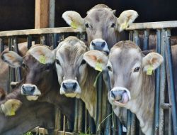 Mengenal Manten Sapi, Tradisi Unik dari Pasuruan Jelang Idul Adha
