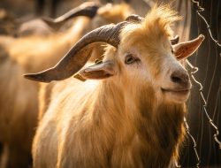 Sering Dikonsumsi, Ini 4 Manfaat Empedu Kambing Mentah untuk Kesehatan Tubuh