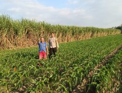 BKTM Tosaren Tinjau Lahan Jagung, Dorong Ketahanan Pangan dan Jalin Kemitraan dengan Petani