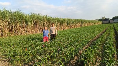 BKTM Tosaren Tinjau Lahan Jagung, Dorong Ketahanan Pangan dan Jalin Kemitraan dengan Petani