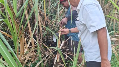 Respons Cepat Polsek Pesantren dan PMK Atasi Kebakaran Lahan Tebu di Bangsal, Kerugian Ditaksir Rp20 Juta