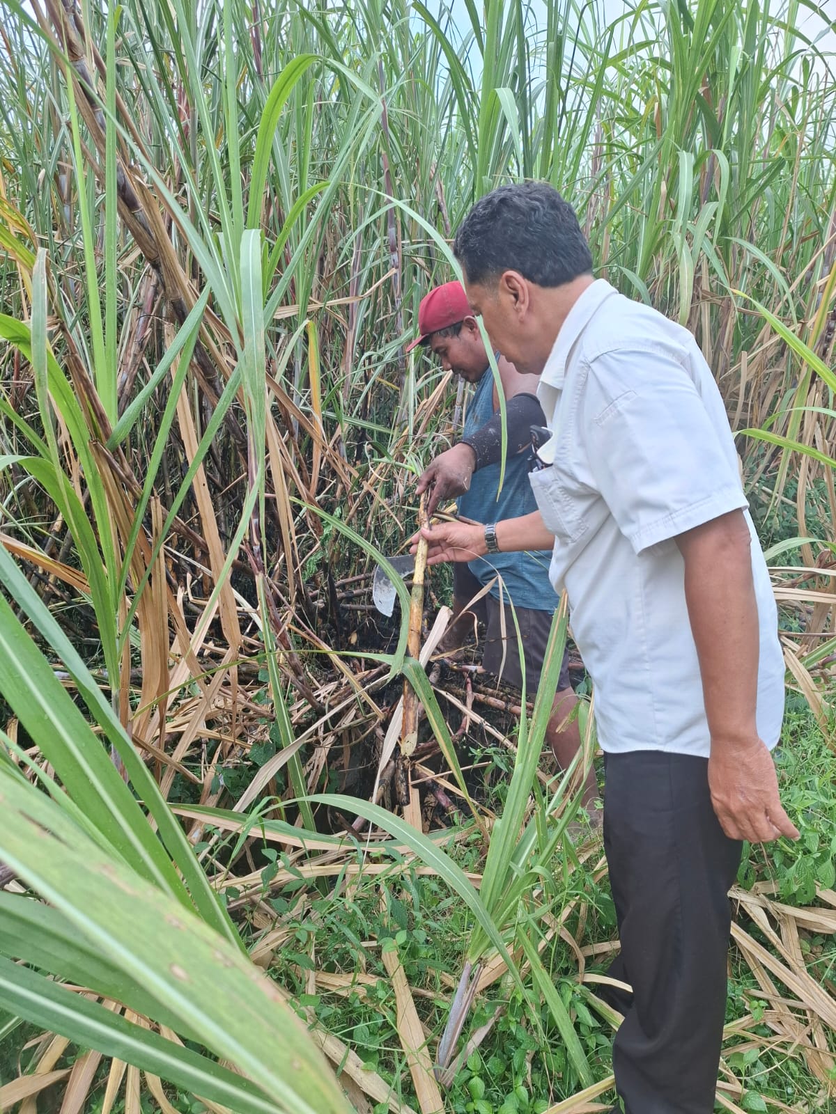 Respons Cepat Polsek Pesantren dan PMK Atasi Kebakaran Lahan Tebu di Bangsal, Kerugian Ditaksir Rp20 Juta