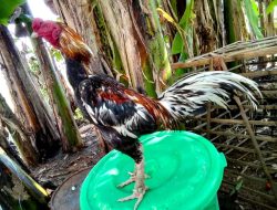 Residivis Curi Ayam Bangkok di Lamongan, Kerugian Capai Rp 10 Juta