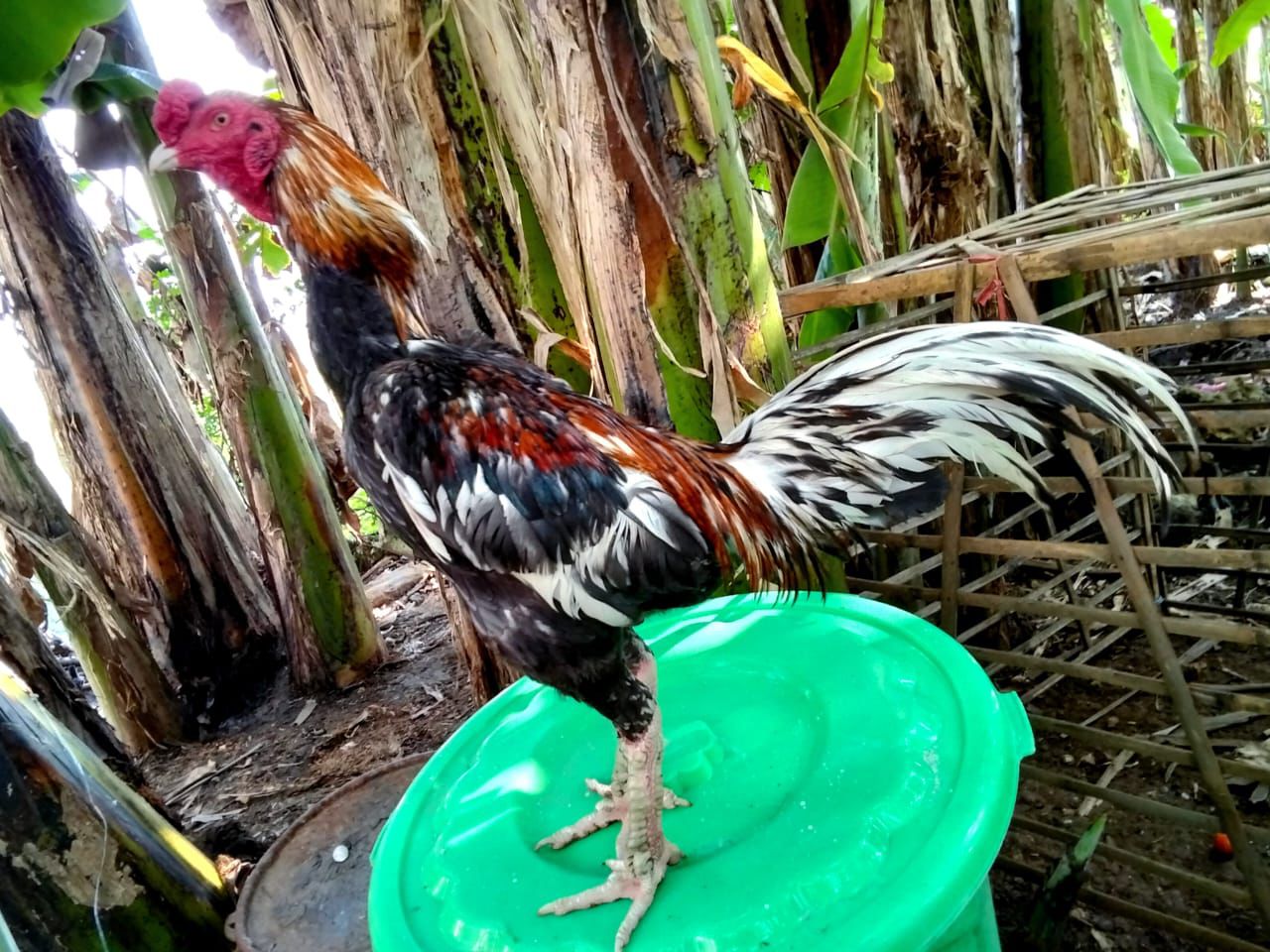 Residivis Curi Ayam Bangkok di Lamongan, Kerugian Capai Rp 10 Juta