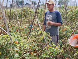 Petani Tomat Batu Dihantam Cuaca Buruk, Tapi Harga Panen Naik Tajam