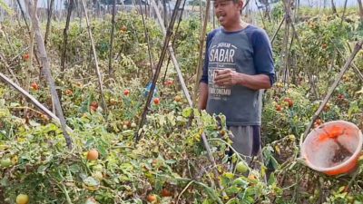 Petani Tomat Batu Dihantam Cuaca Buruk, Tapi Harga Panen Naik Tajam