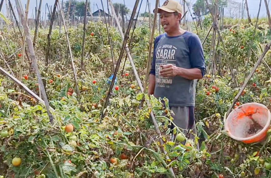Petani Tomat Batu Dihantam Cuaca Buruk, Tapi Harga Panen Naik Tajam