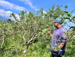 Lahan Apel Batu Terancam Hilang, Petani Dibelit Biaya Tinggi dan Cuaca Ekstrem