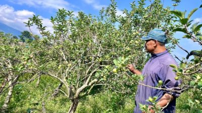 Lahan Apel Batu Terancam Hilang, Petani Dibelit Biaya Tinggi dan Cuaca Ekstrem