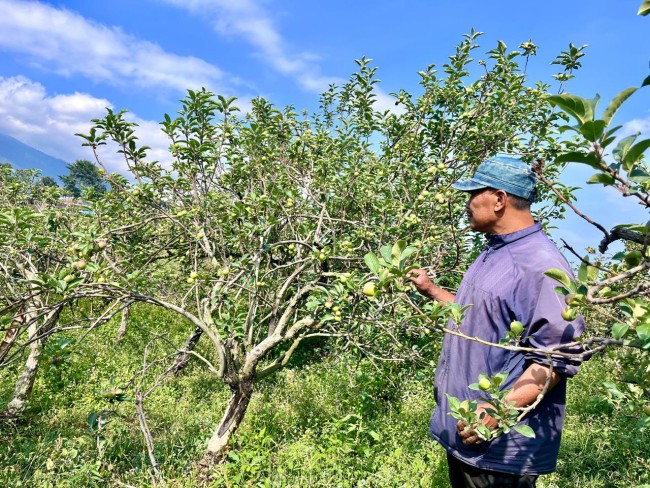 Lahan Apel Batu Terancam Hilang, Petani Dibelit Biaya Tinggi dan Cuaca Ekstrem