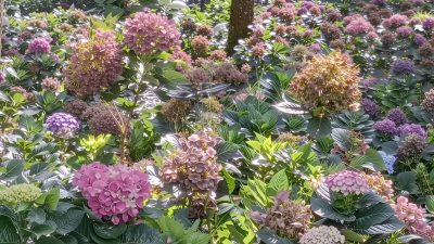 Cuaca Ekstrem Rusak Panen Hortensia, Petani Kota Batu Merana