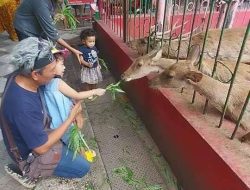 Kebonrojo Blitar, Kebun Binatang Mini yang Edukatif dan Bebas Tiket Masuk