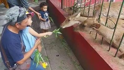 Kebonrojo Blitar, Kebun Binatang Mini yang Edukatif dan Bebas Tiket Masuk