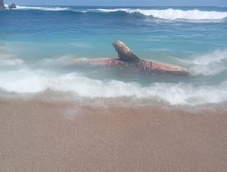 Hiu Tutul Sepanjang 5 Meter Terdampar Mati di Pantai Pangi, Dikubur Pakai Ekskavator