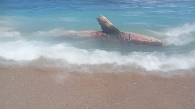 Hiu Tutul Sepanjang 5 Meter Terdampar Mati di Pantai Pangi, Dikubur Pakai Ekskavator