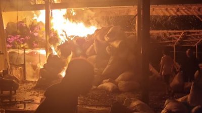 Pabrik Penyulingan Minyak Cengkeh di Tulungagung Terbakar, Kerugian Capai Rp 80 Juta