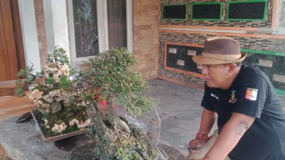 Dari Halaman Rumah, Tanaman Bonsai Milik Masrur Jombang Tembus Puluhan Juta Rupiah