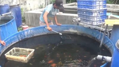 Dari Hobi Menjadi Cuan! Kisah Sukses Pemuda Jombang Budidayakan Ikan Hias