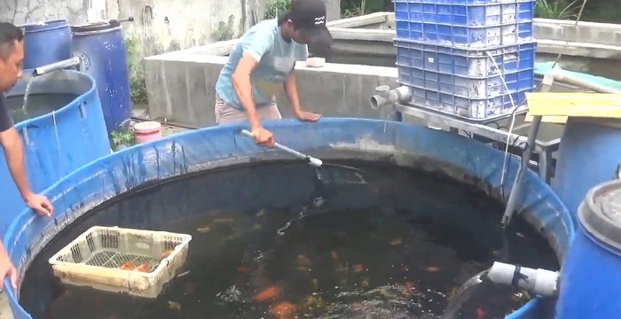 Dari Hobi Menjadi Cuan! Kisah Sukses Pemuda Jombang Budidayakan Ikan Hias