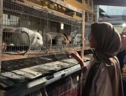 Konsisten Merawat, Irwan Buktikan Ternak Kelinci Hias Bisa Jadi Ladang Rezeki