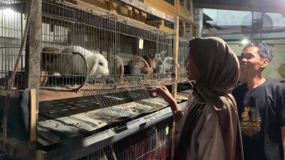 Konsisten Merawat, Irwan Buktikan Ternak Kelinci Hias Bisa Jadi Ladang Rezeki
