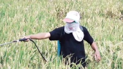 Diserang Hama Wereng, Ratusan Hektare Sawah di Kepanjen Pace Terancam Gagal Panen