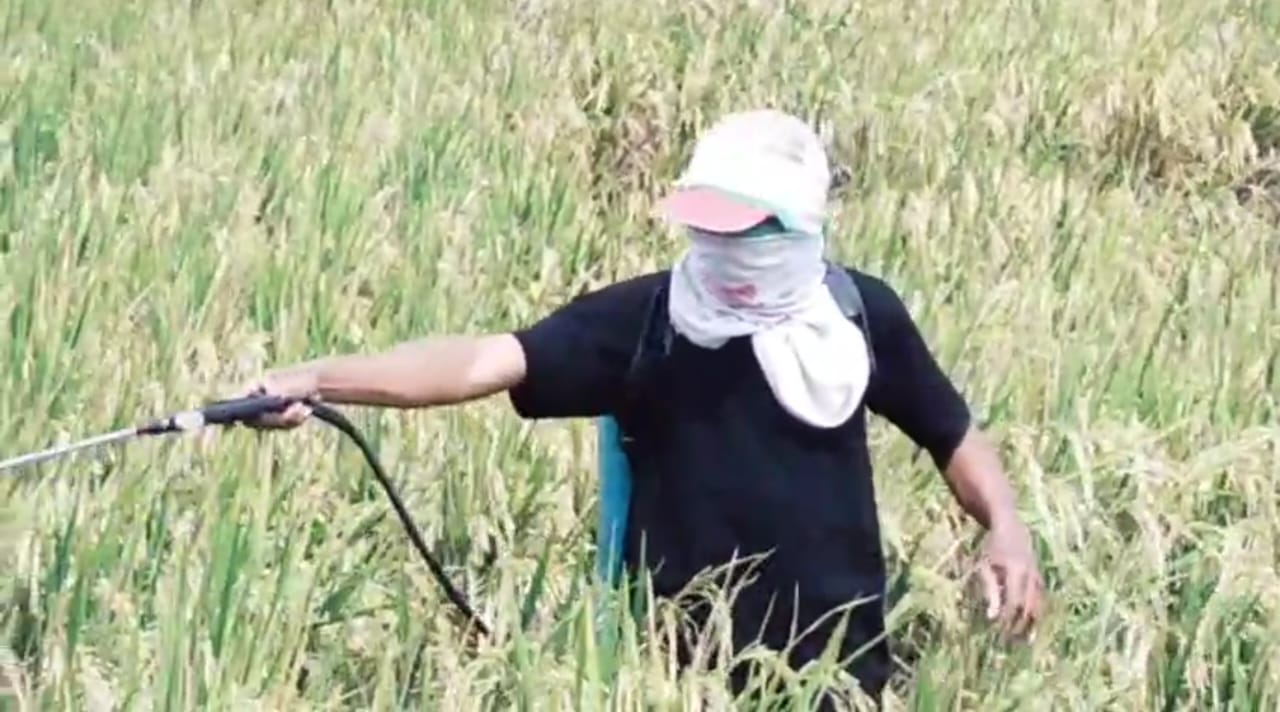 Diserang Hama Wereng, Ratusan Hektare Sawah di Kepanjen Pace Terancam Gagal Panen