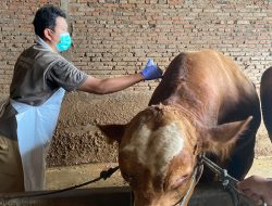 DKPP Kota Blitar Pacu Vaksinasi Hewan Demi Wujudkan Wilayah Bebas PMK