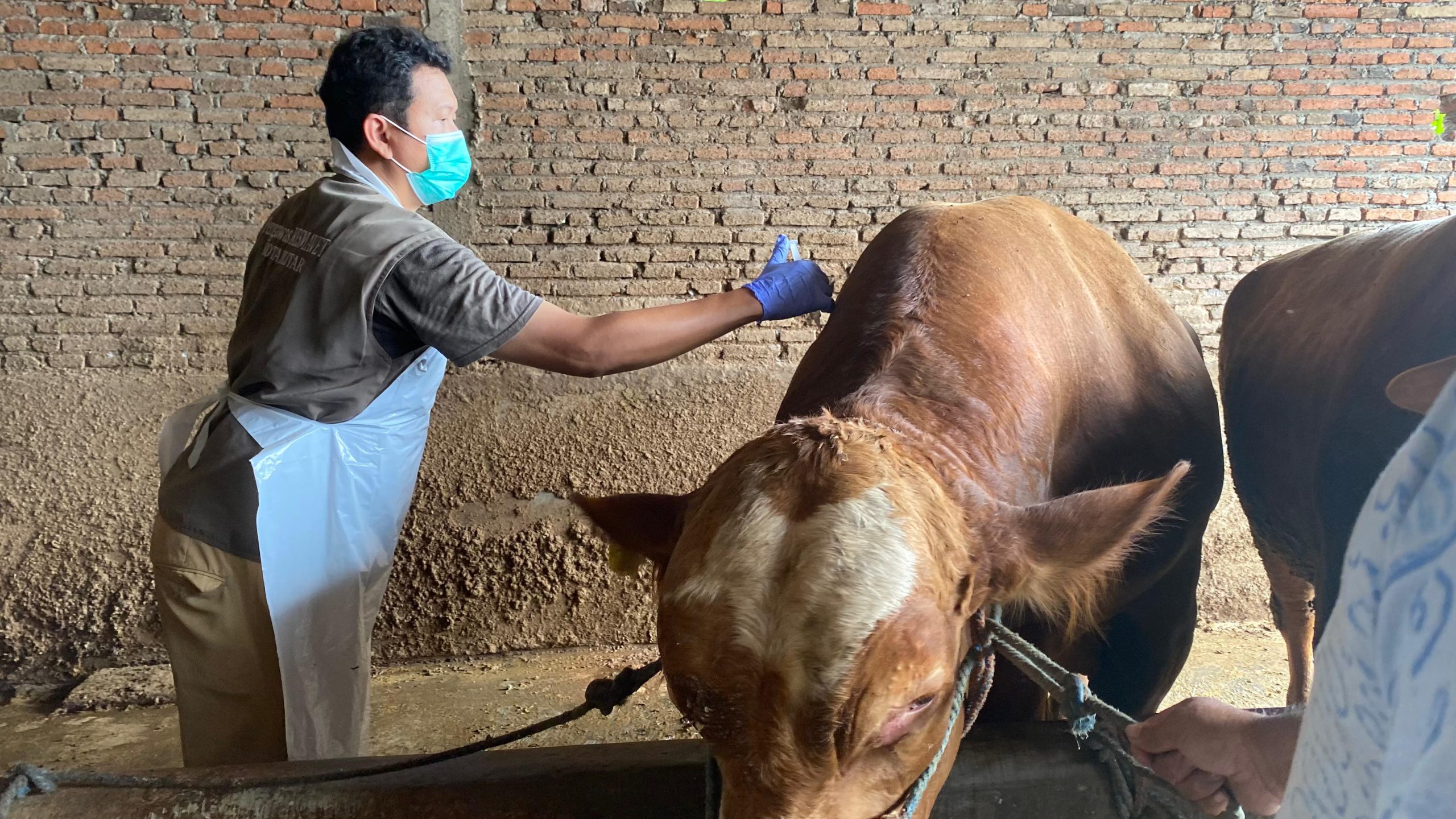 DKPP Kota Blitar Pacu Vaksinasi Hewan Demi Wujudkan Wilayah Bebas PMK