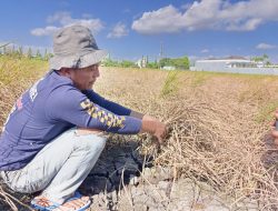 Diserang Hama Wereng, Petani Ponorogo Pilih Pasrah Daripada Tekor