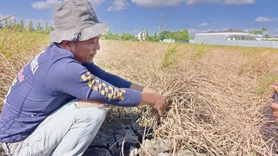 Diserang Hama Wereng, Petani Ponorogo Pilih Pasrah Daripada Tekor