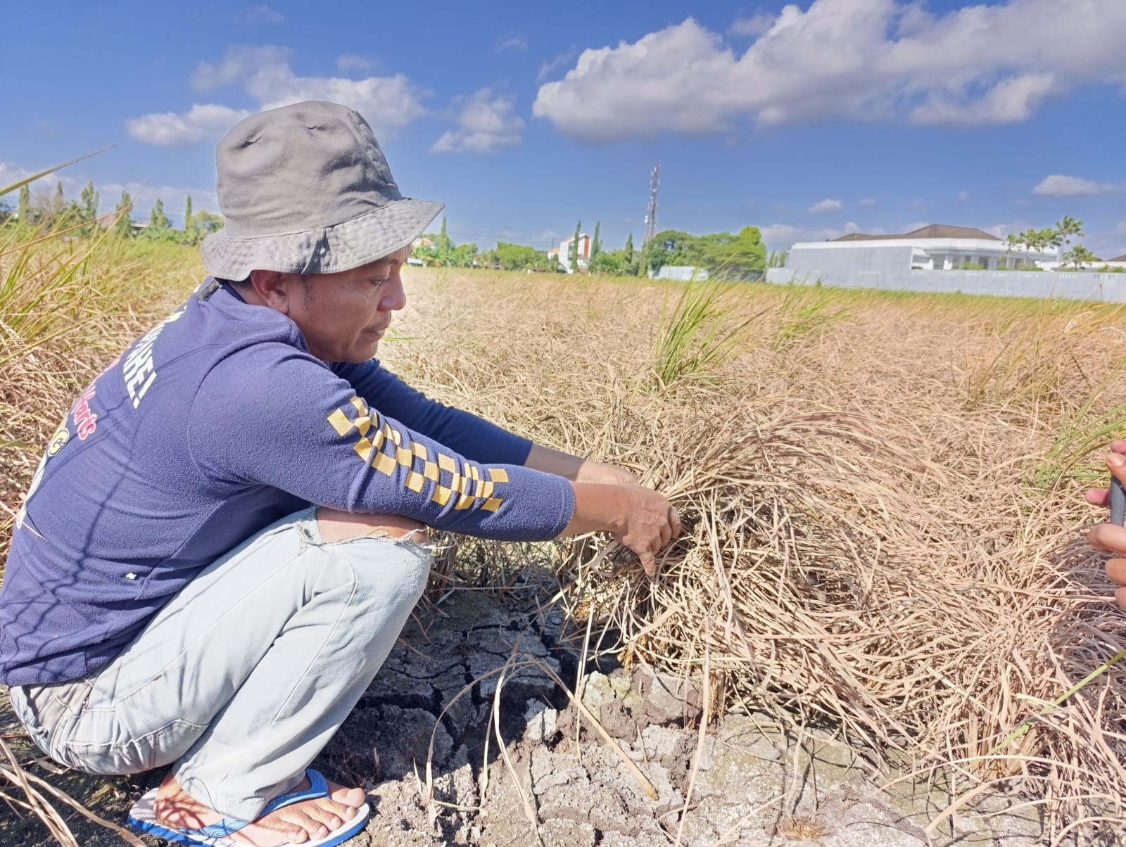 Diserang Hama Wereng, Petani Ponorogo Pilih Pasrah Daripada Tekor