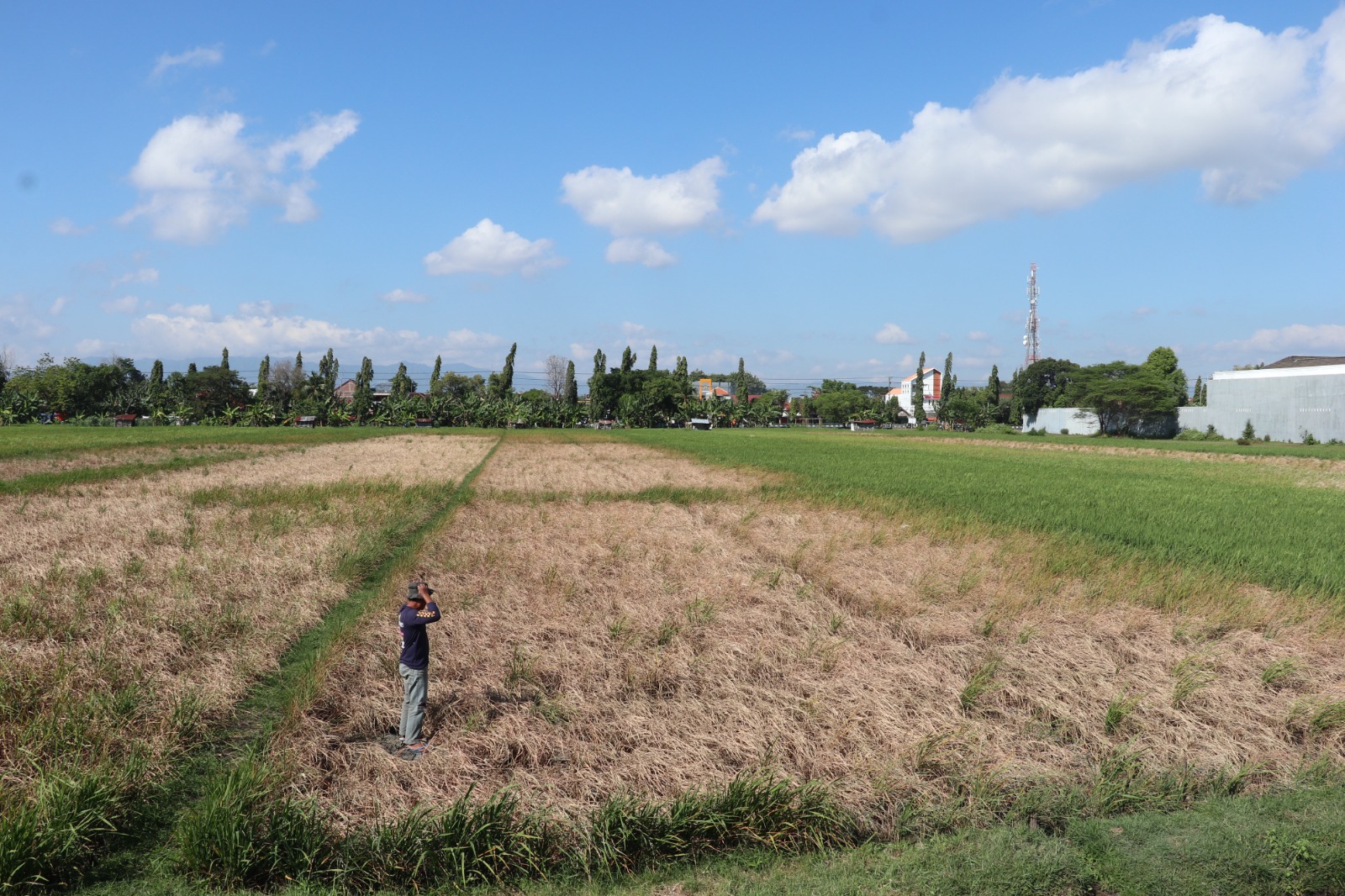 Diserang Hama Wereng, Puluhan Hektare Sawah di Ponorogo Terancam Puso